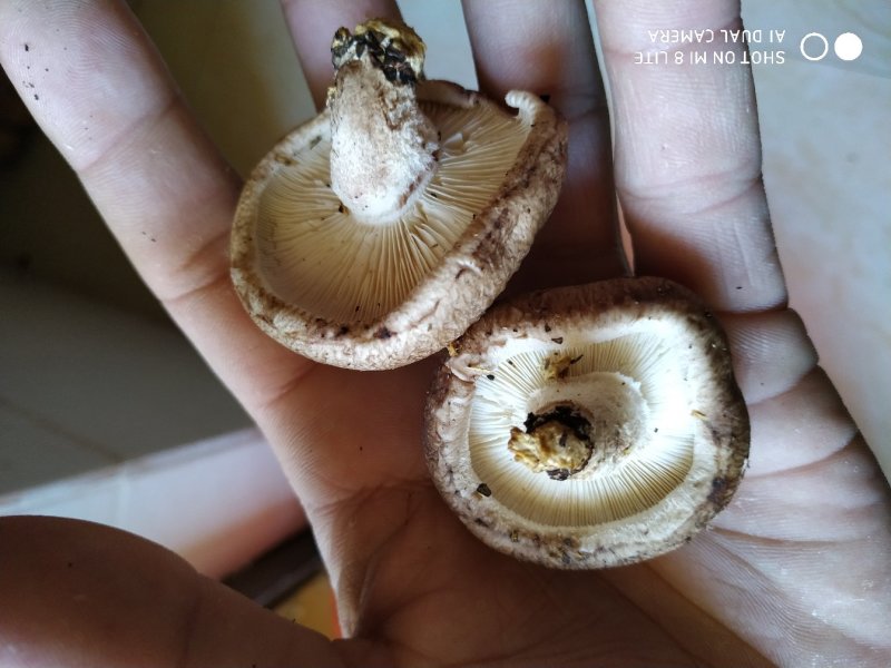 鲜香菇