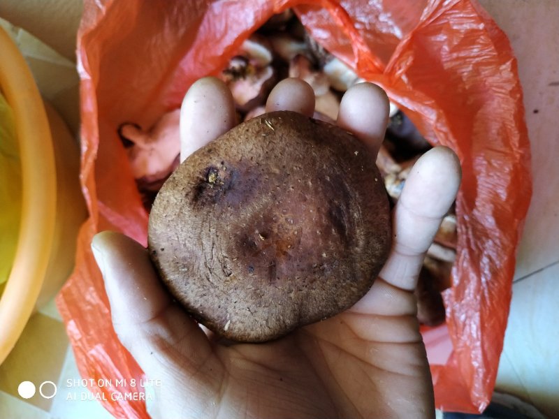 鲜香菇