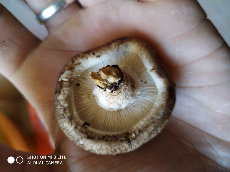 鲜香菇