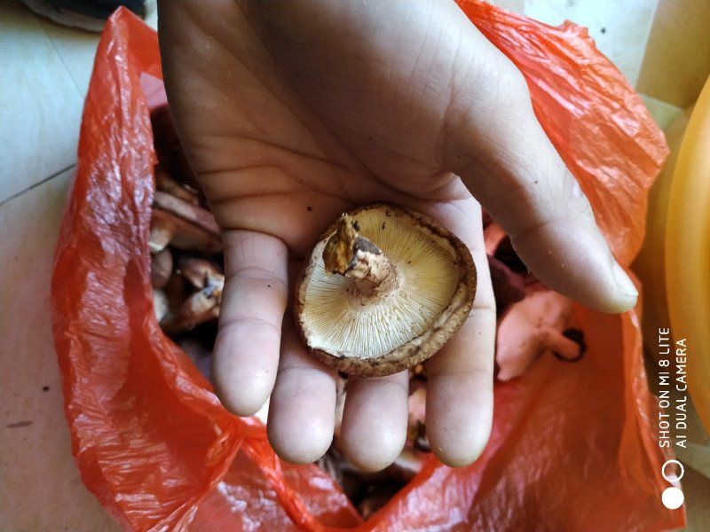 鲜香菇
