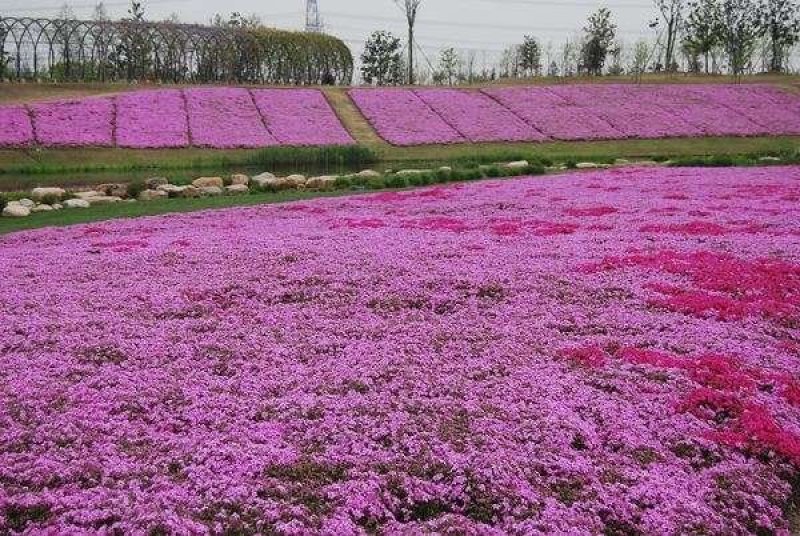 宿根花卉丛生福禄考花海专用