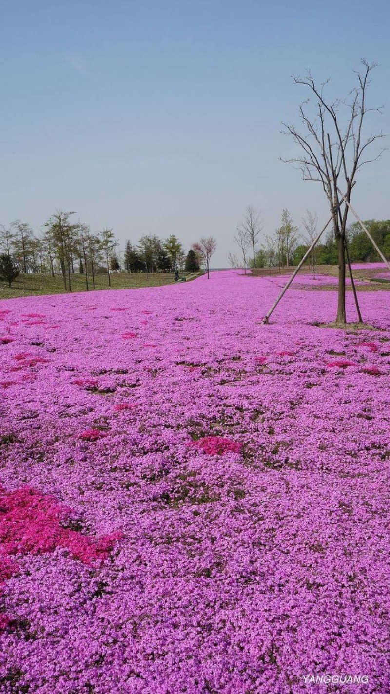 宿根花卉丛生福禄考花海专用