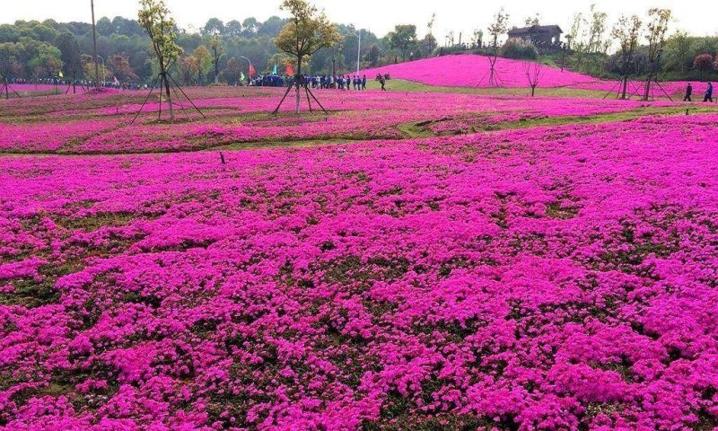 宿根花卉丛生福禄考花海专用