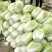 黄心白菜山东聊城万亩蔬菜基地大白菜7斤以上净菜