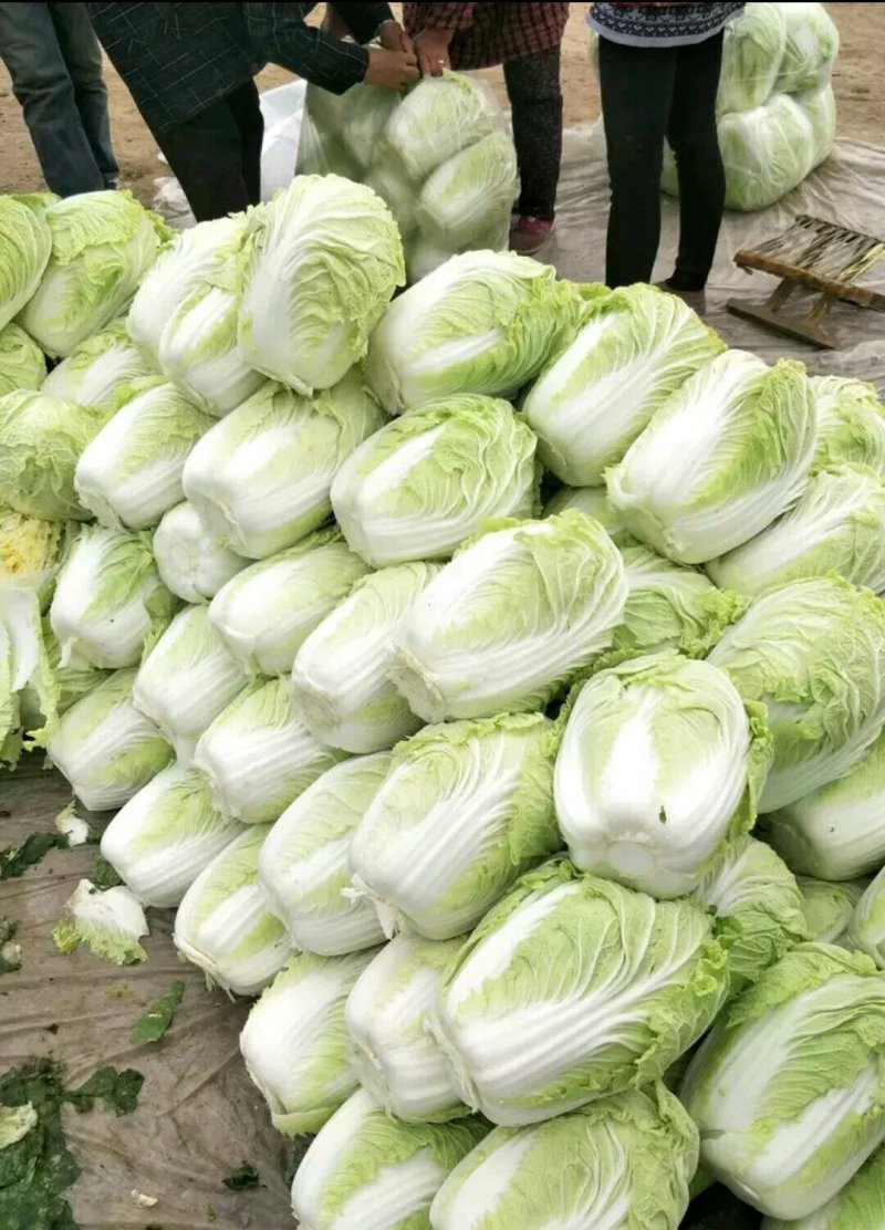 黄心白菜山东聊城万亩蔬菜基地大白菜7斤以上净菜