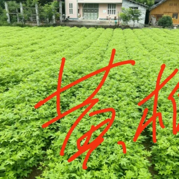 黄柏苗是中药材皮用去苦寒清热燥湿去火一手贷原大量出售