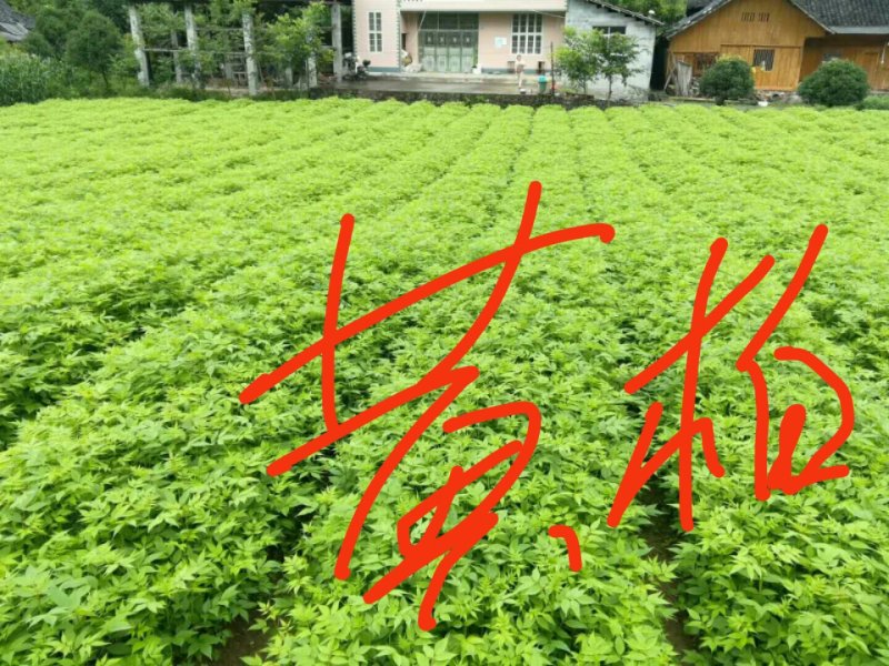 黄柏苗是中药材皮用去苦寒清热燥湿去火一手贷原大量出售