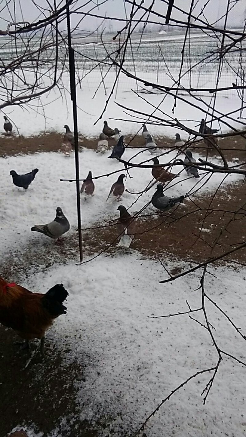 涡阳生态散养鸽子