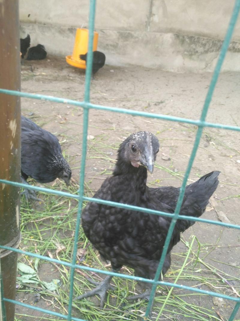 五黑鸡种蛋
