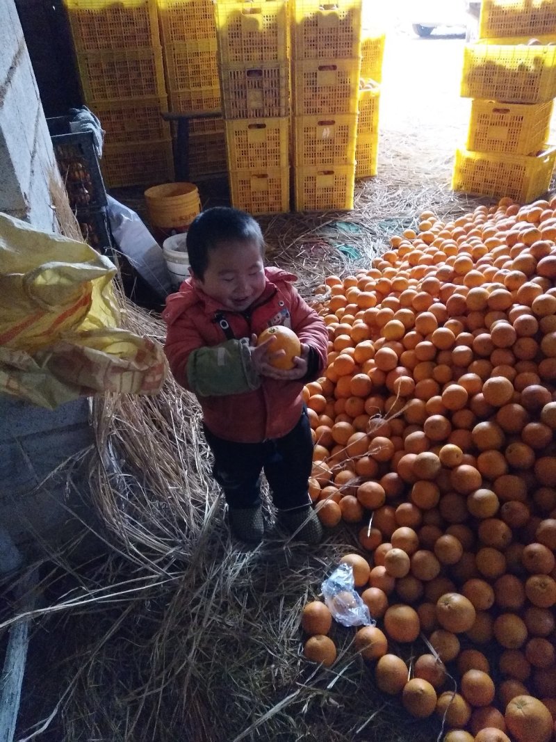 崀山脐橙