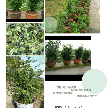 臭黄荆树叶食品系列产品