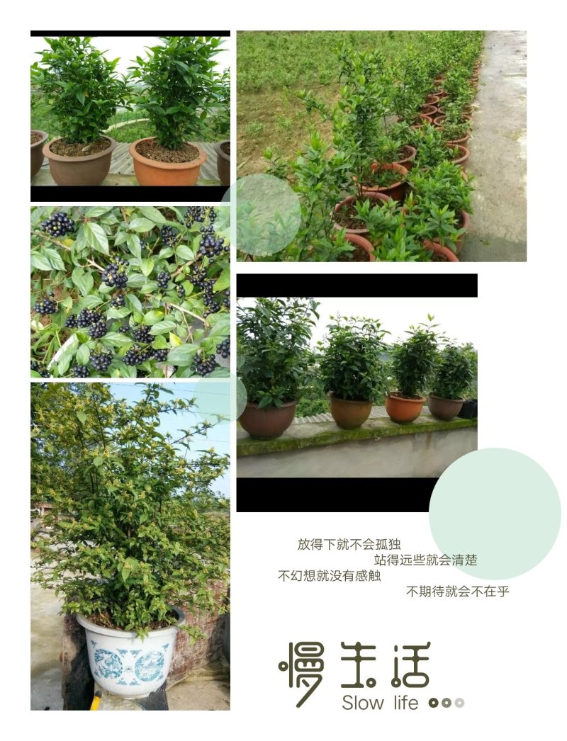 臭黄荆树叶食品系列产品