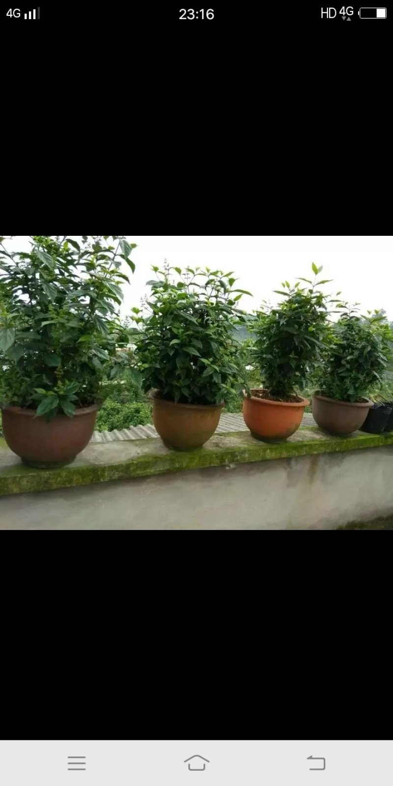 臭黄荆树产品系列