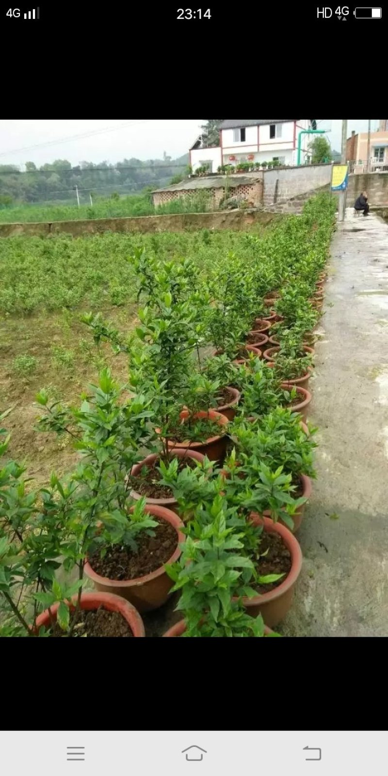 臭黄荆树产品系列