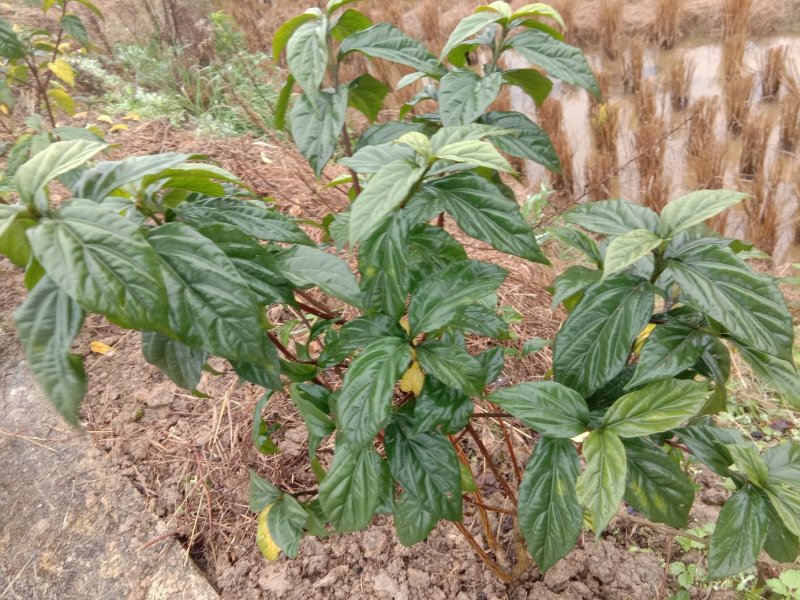 臭黄荆树产品系列