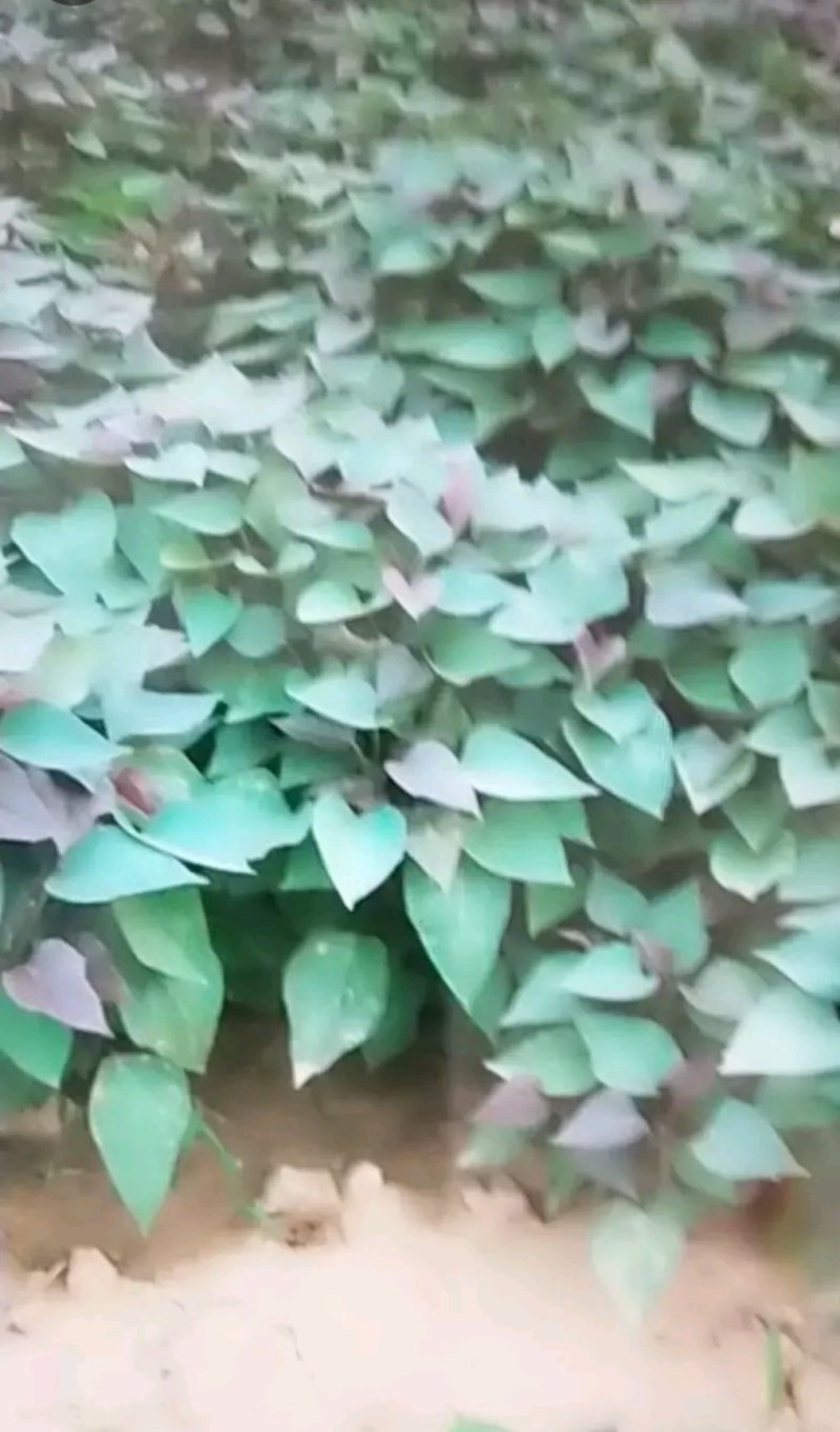 红薯苗，西瓜红，龙薯九，商薯19，济薯25红薯苗开始预售