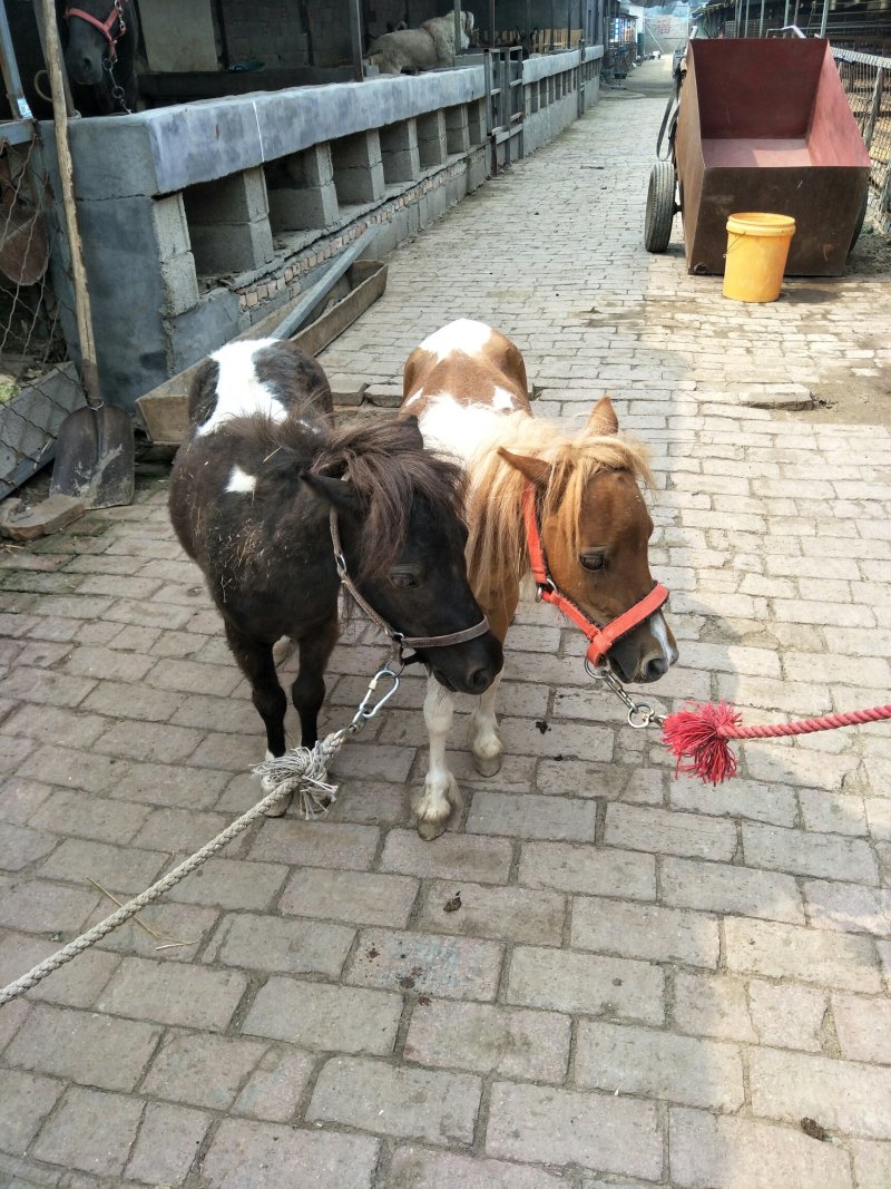 肉马骑乘马儿童骑乘矮马，旅游景点骑马半血马纯血马德保矮马