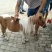 肉马骑乘马儿童骑乘矮马，旅游景点骑马半血马纯血马德保矮马