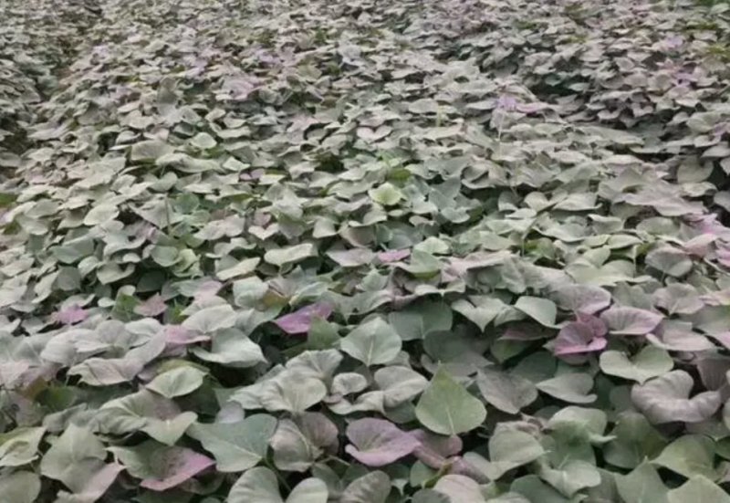 红薯苗，西瓜红，龙薯九，商薯19，济薯25红薯苗开始预售