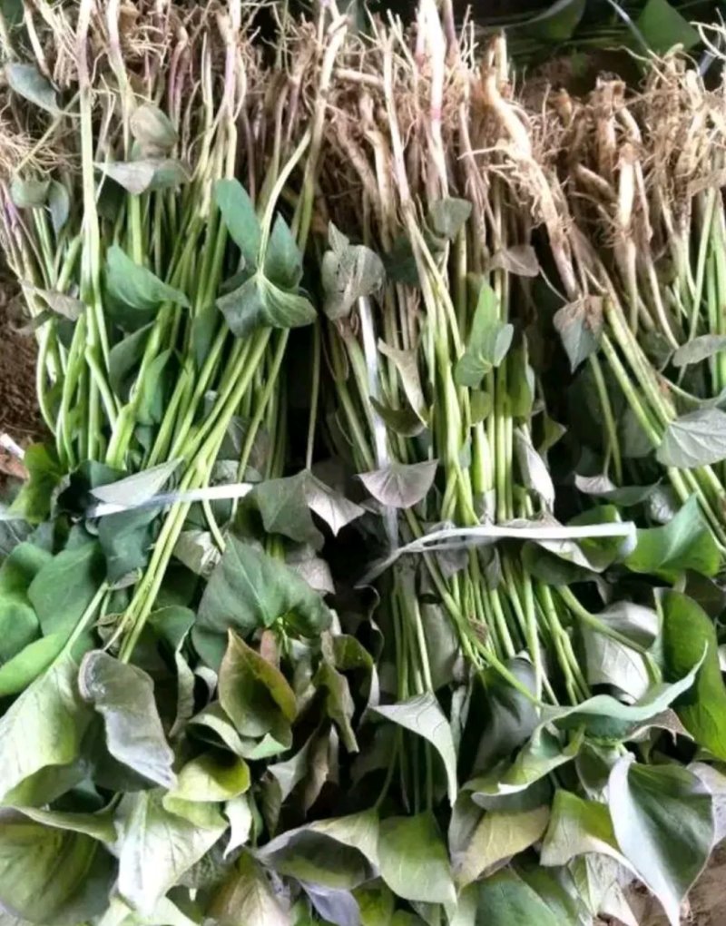 红薯苗，西瓜红，龙薯九，商薯19，济薯25红薯苗开始预售
