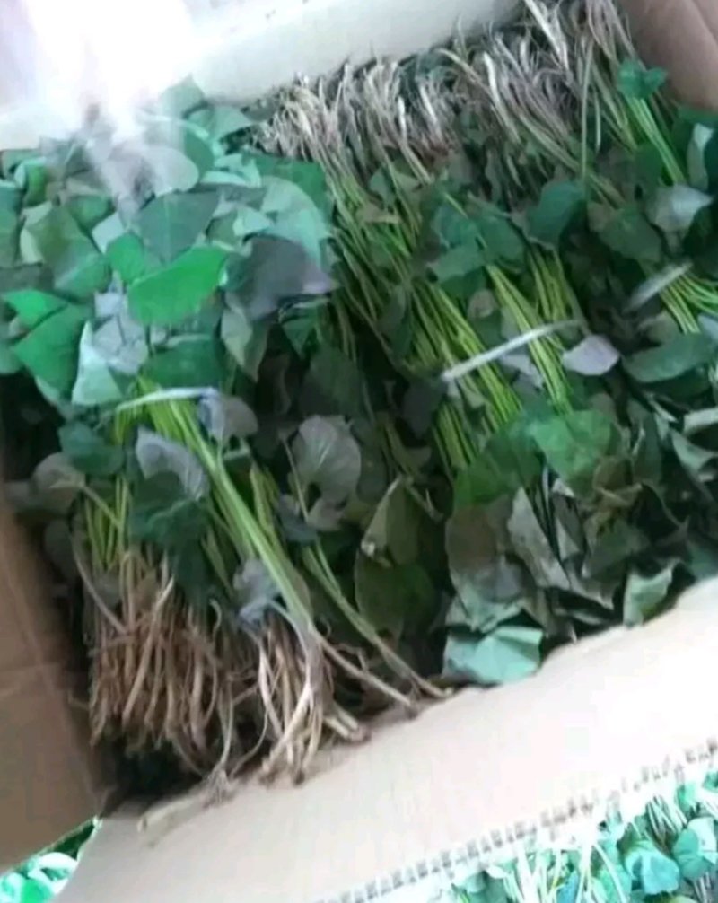 红薯苗，西瓜红，龙薯九，商薯19，济薯25红薯苗开始预售