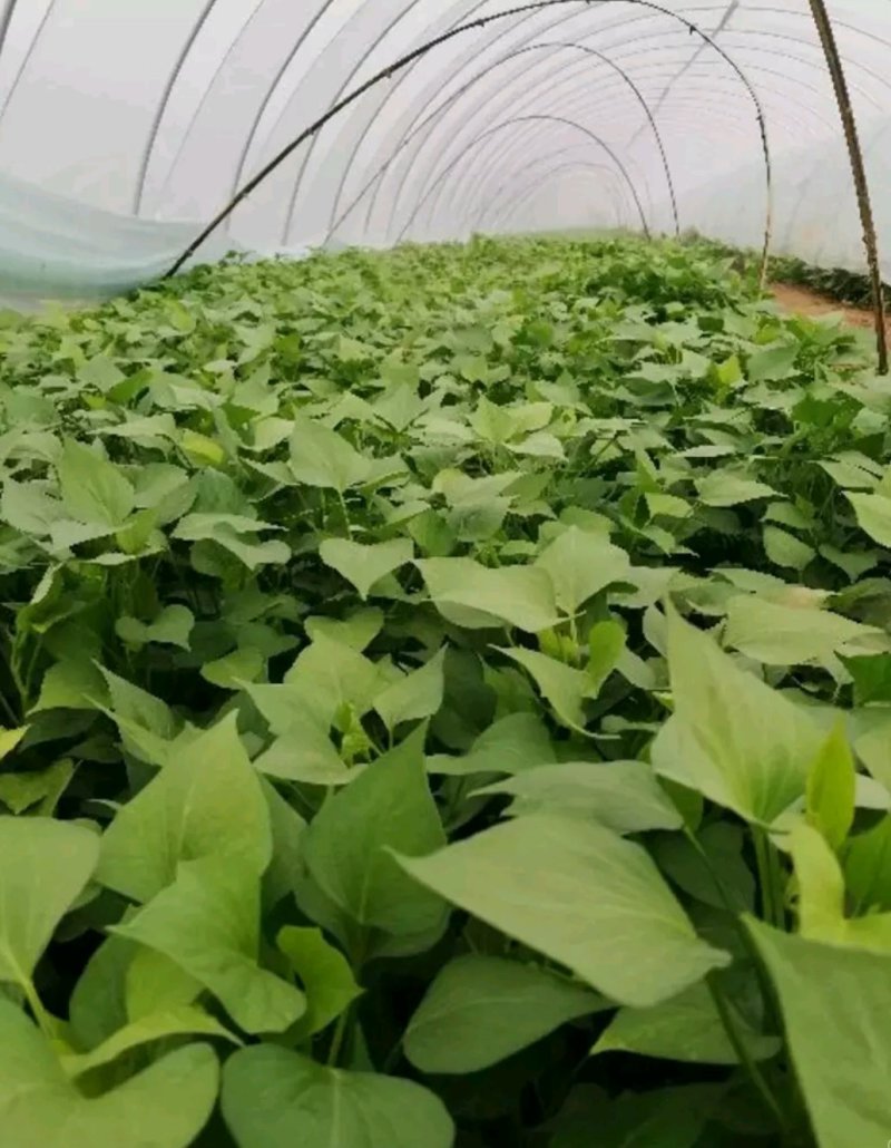 红薯苗，西瓜红，龙薯九，商薯19，济薯25红薯苗开始预售