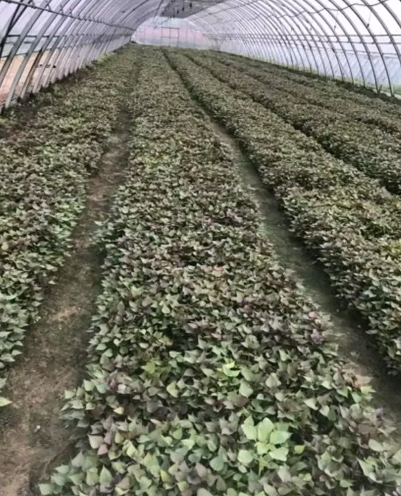 红薯苗，西瓜红，龙薯九，商薯19，济薯25红薯苗开始预售