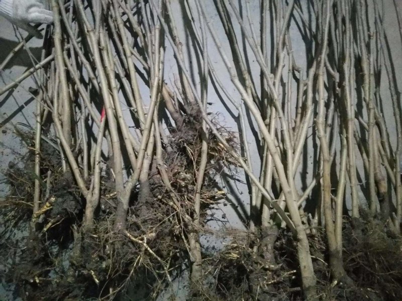 两年生果桑苗，无籽大十，台湾长果，韩国大白珍珠等品种