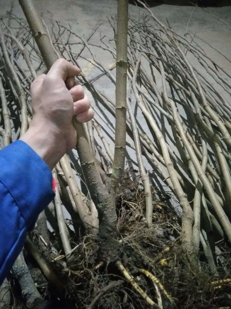两年生果桑苗，无籽大十，台湾长果，韩国大白珍珠等品种