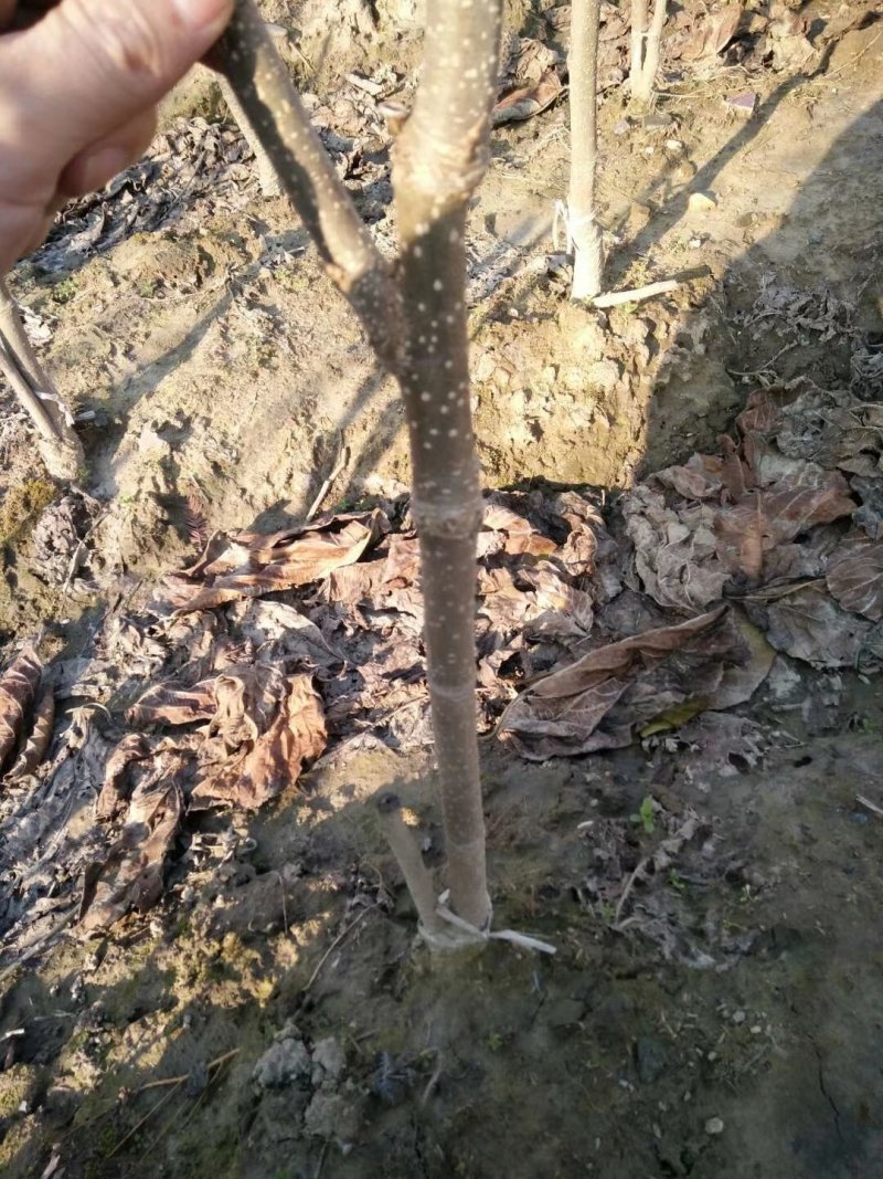 两年生果桑苗，无籽大十，台湾长果，韩国大白珍珠等品种