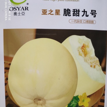 甜瓜种子一脆甜九号果实淡黄色口感好产量高
