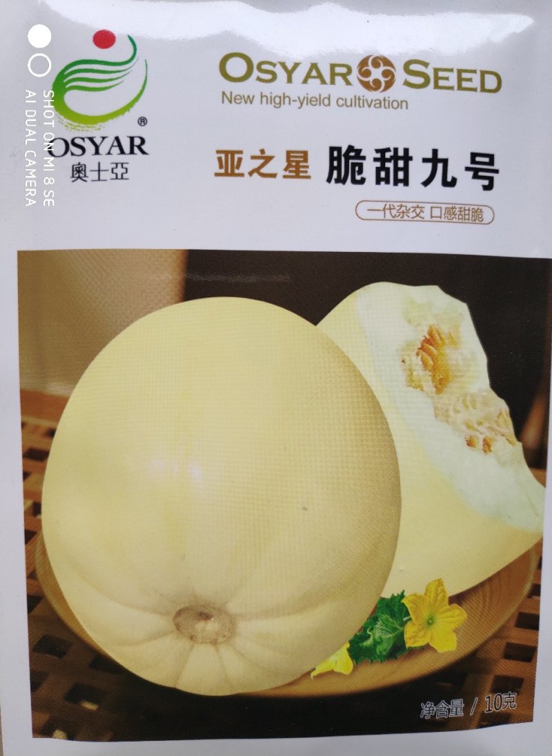甜瓜种子一脆甜九号果实淡黄色口感好产量高