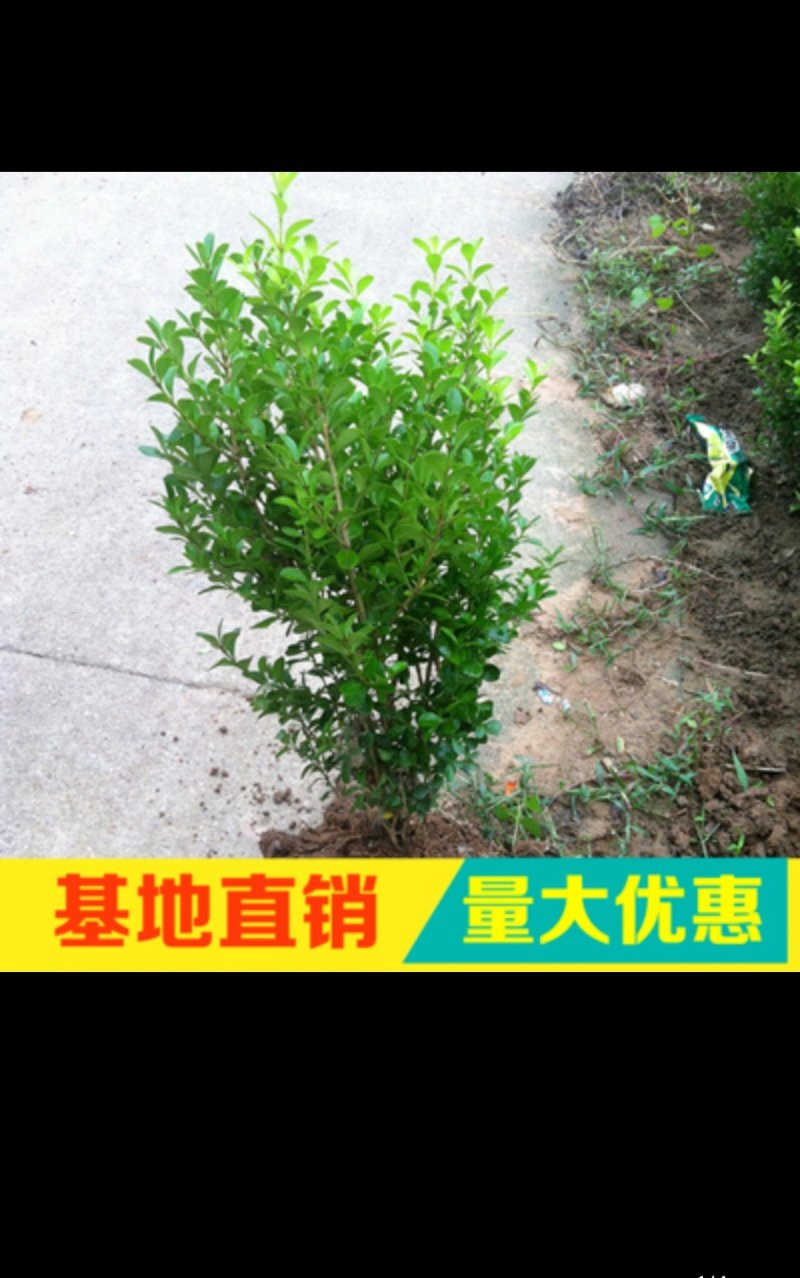 黄杨球冬青球北海道树苗规格齐全