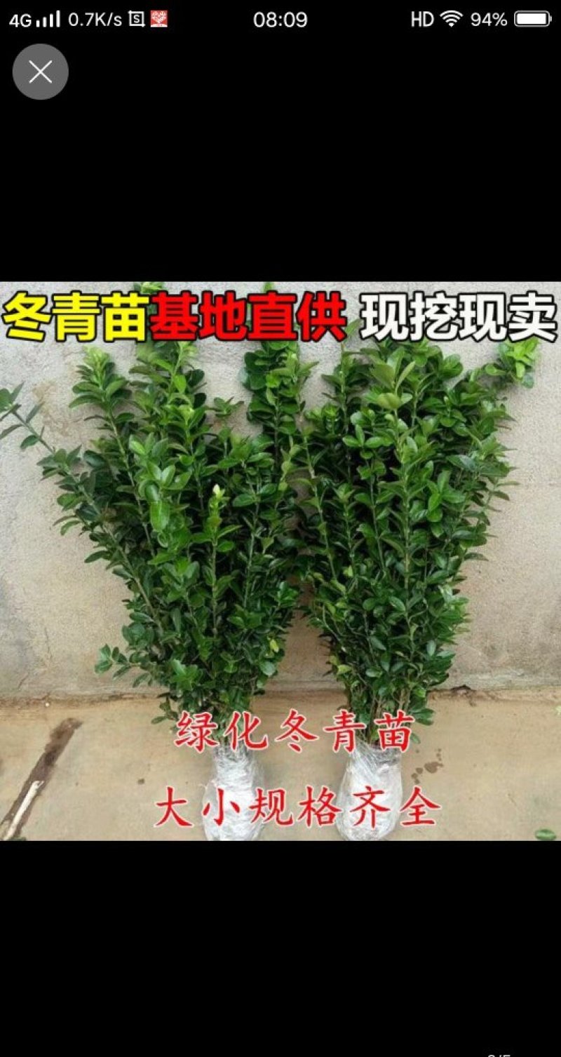 黄杨球冬青球北海道树苗规格齐全