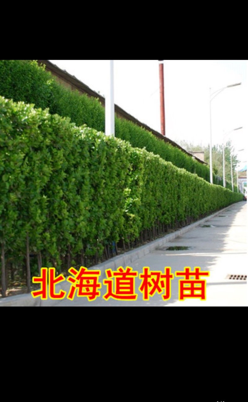 黄杨球冬青球北海道树苗规格齐全