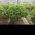 黄杨球冬青球北海道树苗规格齐全