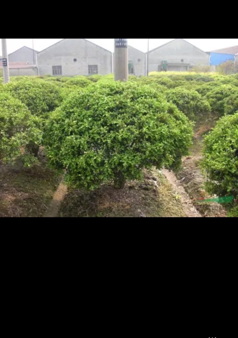 黄杨球冬青球北海道树苗规格齐全
