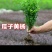 黄杨球冬青球北海道树苗规格齐全