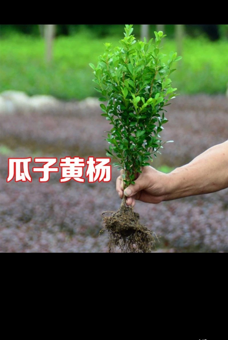 黄杨球冬青球北海道树苗规格齐全