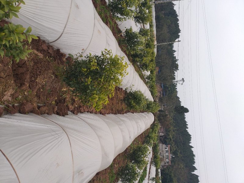 四川眉山出售1——2公分沃柑苗，支持视频看货！