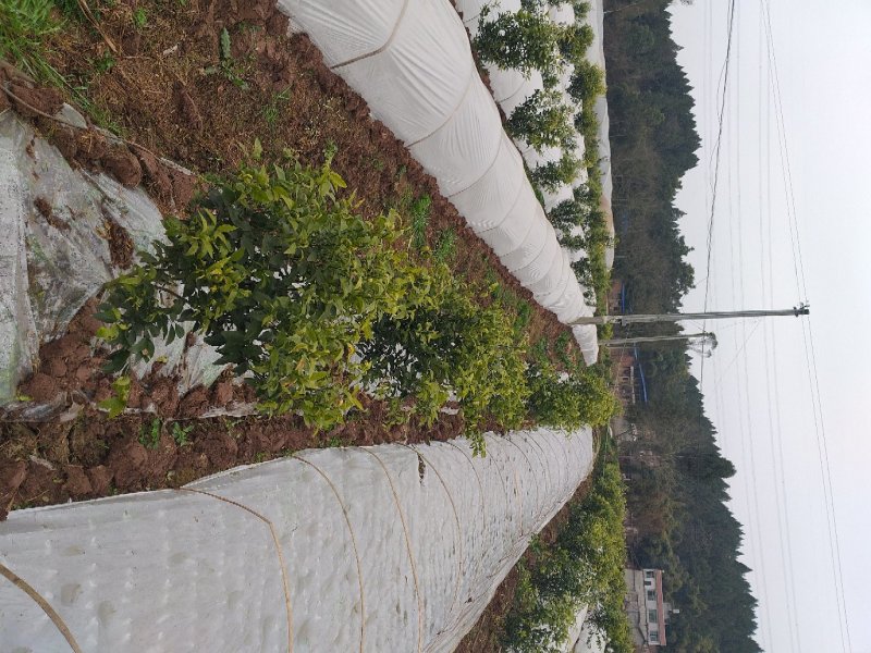 四川眉山出售1——2公分沃柑苗，支持视频看货！