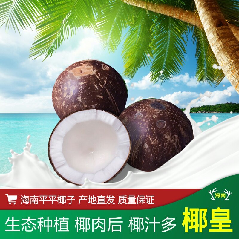 热带水果海南椰子椰皇