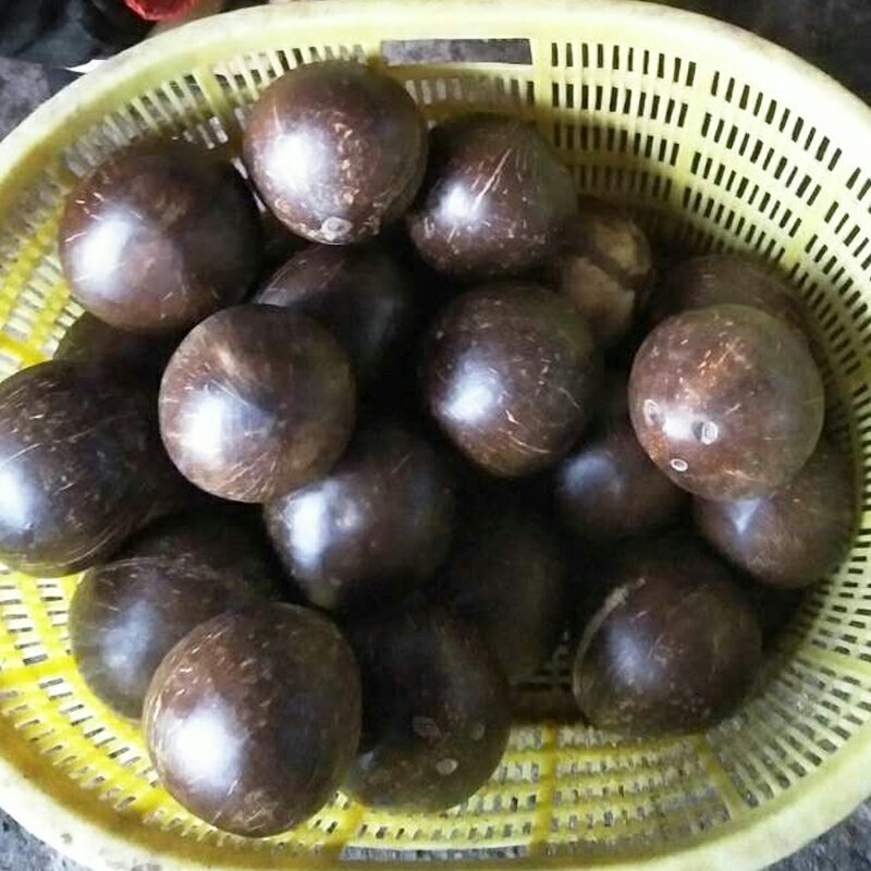 热带水果海南椰子椰皇