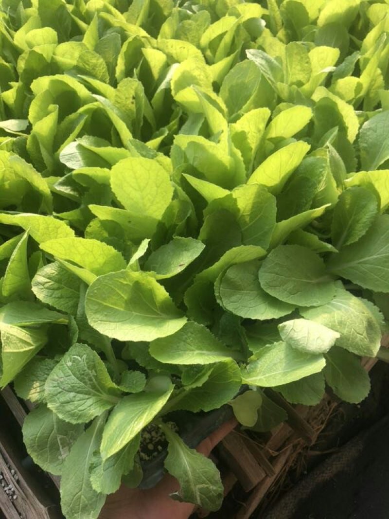 白菜苗吉锦黄心3号黄心白菜品种保证质量保证一级苗