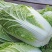 白菜苗吉锦黄心3号黄心白菜品种保证质量保证一级苗