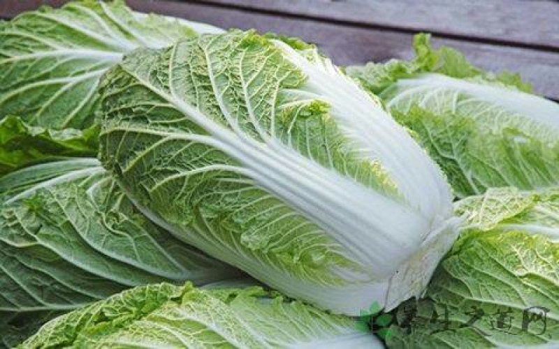 白菜苗吉锦黄心3号黄心白菜品种保证质量保证一级苗