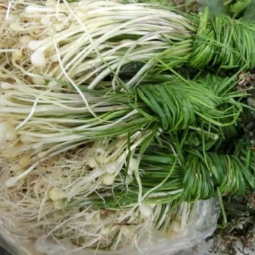 常期供应野山蒜，贼蒜。野小蒜，小根蒜。野山菜