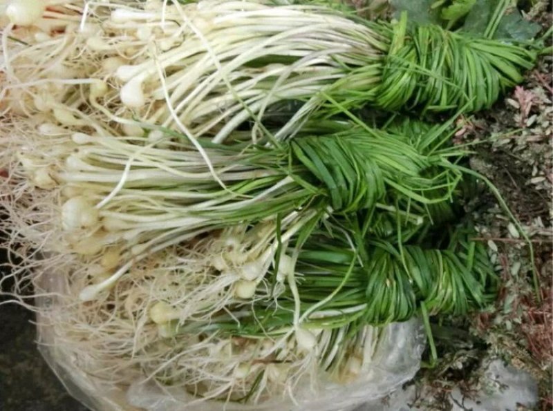 常期供应野山蒜，贼蒜。野小蒜，小根蒜。野山菜