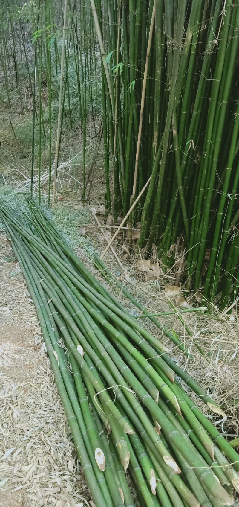 竹子