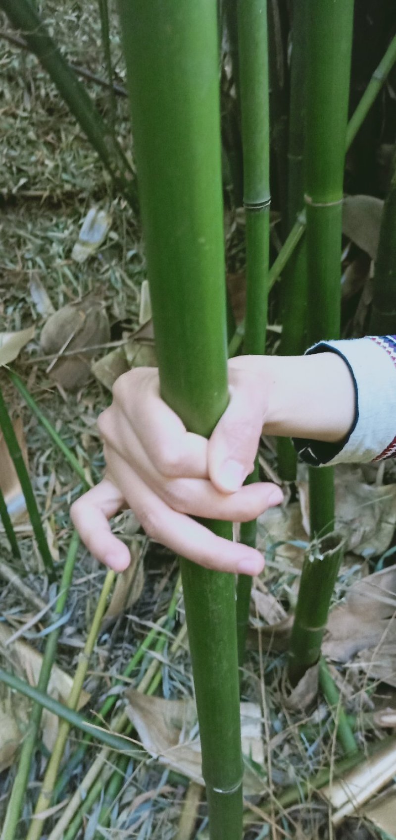 竹子